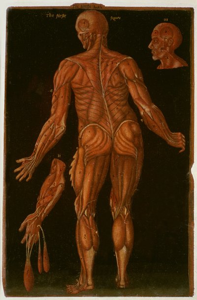 Ms Hunter 364 Table VIII Dissection、c.1170、Anatomical Tables、John Banister（1540-1610）（茶色の紙に油彩） 作： English School